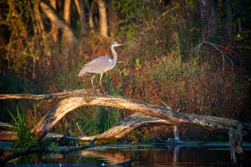 Wall Mural - Blue heron in natural environment, Danubian wetland, Slovakia, Europe