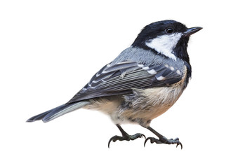 Wall Mural - Coal tit (Periparus ater), isolated on white background