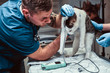 Cat on a medical examination at a veterinary clinic, measuring the blood pressure