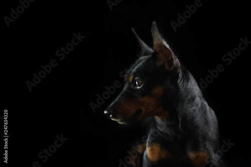 Plakat Portret piękny pies na czarnym tle rasy pinczer miniaturowy