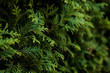 Closeup of Beautiful green christmas leaves of Thuja trees on green background. Thuja twig, Thuja occidentalis is an evergreen coniferous tree. Platycladus orientalis, also known as Chinese thuja, Ori