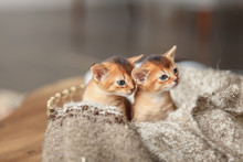 Two Red Kittens In A Basket With A Blanket