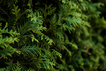  Closeup of Beautiful green christmas leaves of Thuja trees on green background. Thuja twig, Thuja occidentalis is an evergreen coniferous tree. Platycladus orientalis, also known as Chinese thuja, Ori