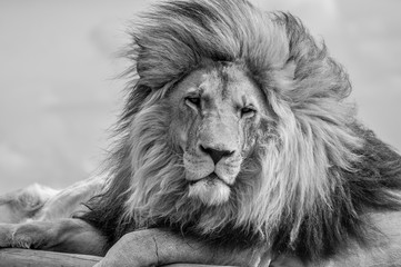 Closeup of a majestic young brown lion during a South African Safari