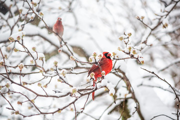 Wall Mural - One red northern cardinal Cardinalis bird perched on tree branch during heavy winter spring snow colorful in Virginia eating flower leaf buds