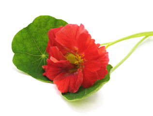 Canvas Print - Red nasturtium with leaves.