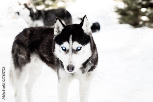 Zdjęcie XXL Zimowy pies husky