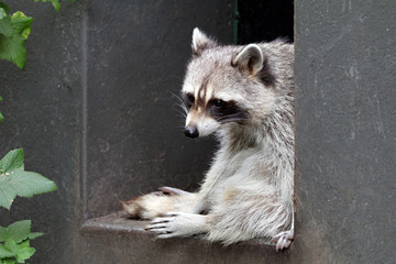 Cute raccoon resting on building part outdoors