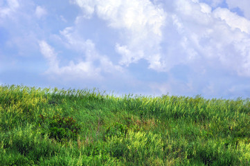 Kansas Prairie Grass