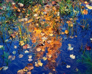 Canvas Print - Abstract photo of yellow leaves in pond that look like golden tree