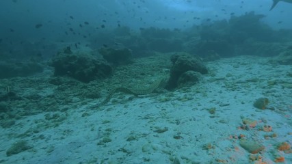 Wall Mural - giant marble morey eel moving with snake movement in deep ocean water