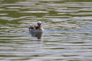 Wall Mural - Female Wilson's Phalarope spinning on water