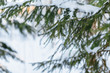 Close up photo of spruce branch in forest, selective focus on pine branch, snow on the tree/ pine twig, fir tree, coniferous tree in hoarfrost, cold winter day, winter background/ copy space.