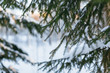 Cropped photo of spruce branch in forest, selective focus on pine branch, snow on the tree/ pine twig, fir tree, coniferous tree in hoarfrost, cold winter day, winter background/ copy space.