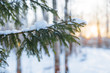 Cropped photo of spruce branch in wood, selective focus on pine branch, snow on the tree/ pine twig, fir tree, coniferous tree in hoarfrost, cold winter day, winter background, frozen tree/ copy space