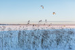 Cropped photo of cane on a snowbound lake, frosty winter day, the sun is shining/ selective focus on kites/ frozen lake, in the background people are doing snow kiting, kite skiing/ winter concept.