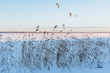 Photo of cane on a snowbound lake, frosty winter day, the sun is shining, cold snap/ selective focus on reed/ frozen lake, in the background people are doing snow kiting, kite skiing/ winter concept.