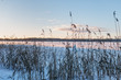 Picture of cane on a snowbound lake, frosty winter day, the sun is shining, cold snap/ selective focus on reed/ frozen lake, the day is nearing sunset, marsh landscape/ winter season concept