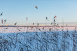 Picture of cane on a snowbound lake, frosty winter day, the sun is shining, cold snap/ selective focus on reed/ frozen lake, in the background people are doing snow kiting, kite skiing/ winter concept
