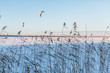 Cropped photo of cane on a snowbound lake, frosty winter day, the sun is shining/ selective focus on reed/ frozen lake, in the background people are doing snow kiting, kite skiing/ winter concept.