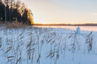 Cropped picture of cane on a snowbound lake, frosty winter day, cold snap/ selective focus on reed/ frozen lake, sunset in the background, children blinded a snowman/ winter season concept.