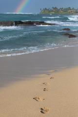 Wall Mural - Rainbows on the beach in Hawaii