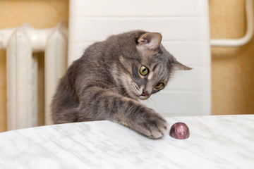 Wall Mural - cat steals candy from the table close up