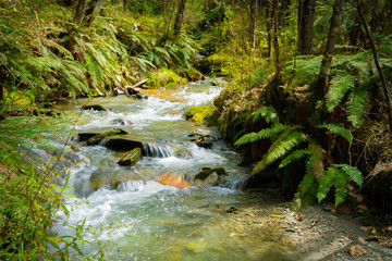 Sticker - Forest stream though New Zealand natural bush