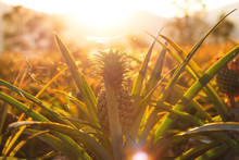 Pineapple Tropical Fruit Growing In Garden At Sunset Time.