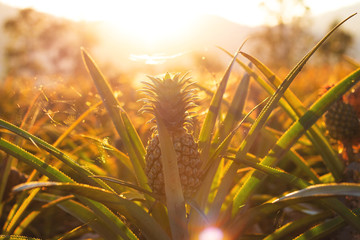 Wall Mural - Pineapple tropical fruit growing in garden at sunset time.