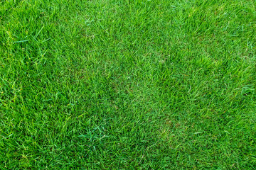 Green grass texture for background. Green lawn pattern and texture background. Close-up.