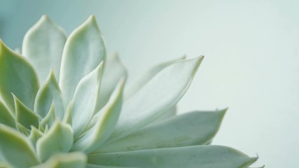 Wall Mural - close up beauty fresh succulent , echeveria flower , rotation moving shot