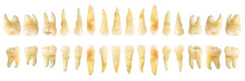 Tooth Diagram ( Photography ). Real Teeth Chart . Front Horizontal View . Isolated White Background