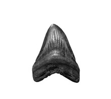 The Tooth Of Ancient Shark Megalodon On White, Isolated