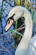 © dzen07 - swan