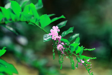 Wall Mural - After rain garden. Small pink flowers on vintage toned green branch with water drop.