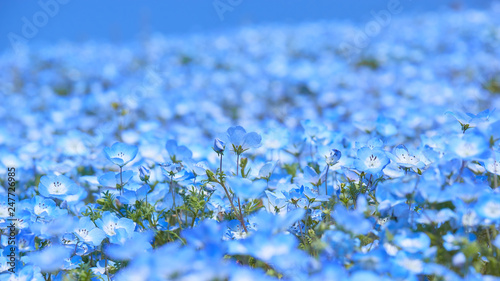 瑠璃唐草の花畑 壁紙素材 ワイド Adobe Stock でこのストック画像を購入して 類似の画像をさらに検索 Adobe Stock