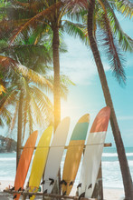 Many Surfboards Beside Coconut Trees At Summer Beach With Sun Light And Blue Sky Background.