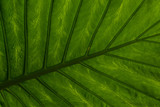 Fototapeta Dmuchawce - Wet leaf of a tropical tree shot from below.