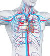 Human Circulatory System Illustration