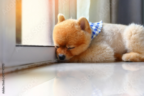 Plakat pomeranian pies słodkie zwierzę śpi w domu