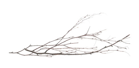 dry branch, twig isolated on white background