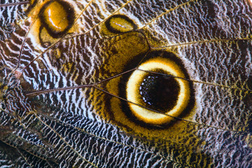 Poster - wing of a brown tropical butterfly with owl eye. close-up