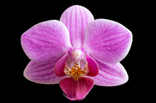Flower To Orchids On Black Background