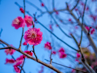 【静岡県伊豆市】紅梅の花【修善寺梅林】