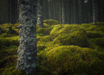 Wall Mural - Boreal forest floor. Mossy ground and warm,autumnal light. Norwegian woodlands.