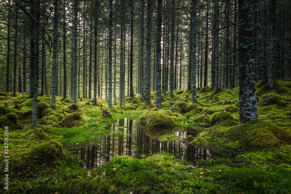 Boreal forest floor. Mossy ground and warm,autumnal light. Norwegian woodlands. - obrazy, fototapety, plakaty 