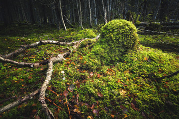 Wall Mural - Boreal forest floor. Mossy ground and warm,autumnal light. Norwegian woodlands.