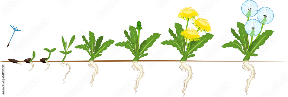 Life cycle of dandelion plant or taraxacum officinale. Stages of growth from seed to adult plant - obrazy, fototapety, plakaty 