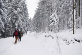 Fototapeta Tulipany - Couple hiking along a snow covered forest trail in winter